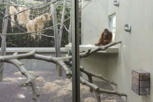 Read more about the article Junge bei den Rappenenantilopen und bei den Orang-Utans