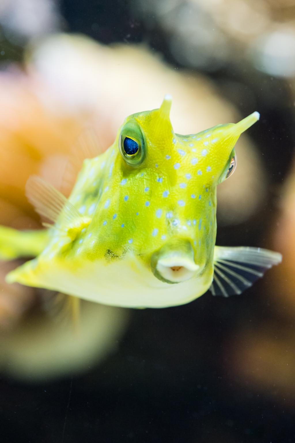 Read more about the article Skurril aber gut angepasst!