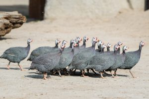 Read more about the article Frei und flugfähig und doch belieben sie!