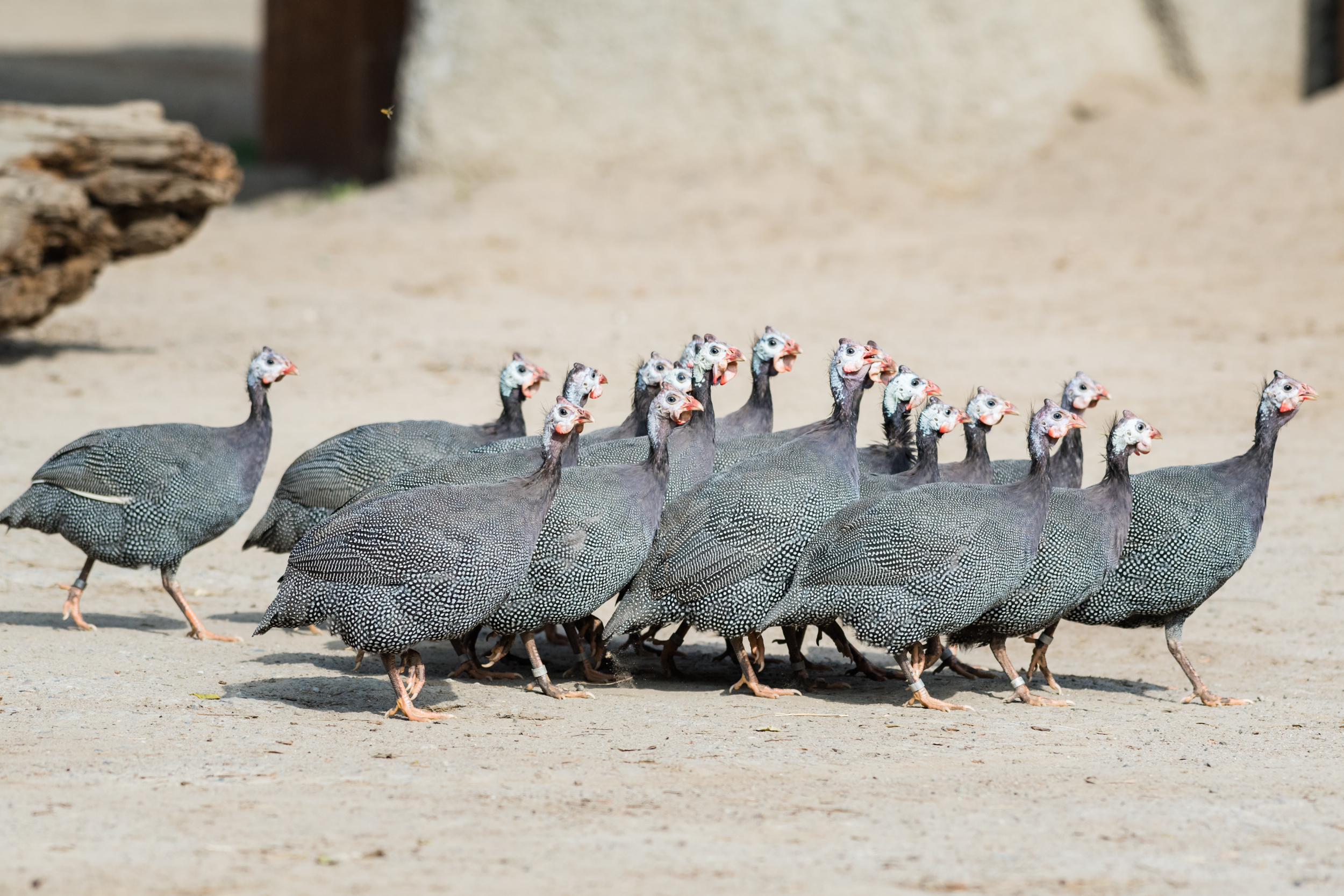 Read more about the article Frei und flugfähig und doch belieben sie!