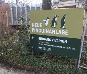 Read more about the article Ganz nahe am Kreislauf der Natur.  <em><span style="font-size: 12pt;">Die Pinguine sind zurück im Zolli</span></em>